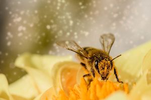 Beitrag an die Bienenhalter